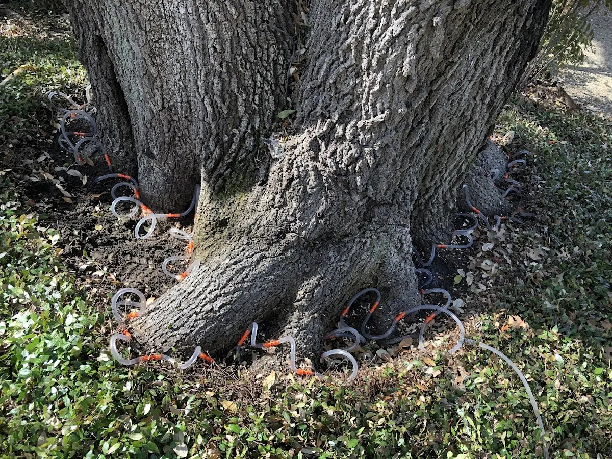 Detailed Tree Cabling and Bracing job site in Abbeville